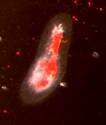 The Paramecia stained with a red vital dye
