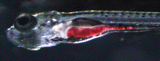 The belly of 7 day larvae after feeding on red-stained Paramecia